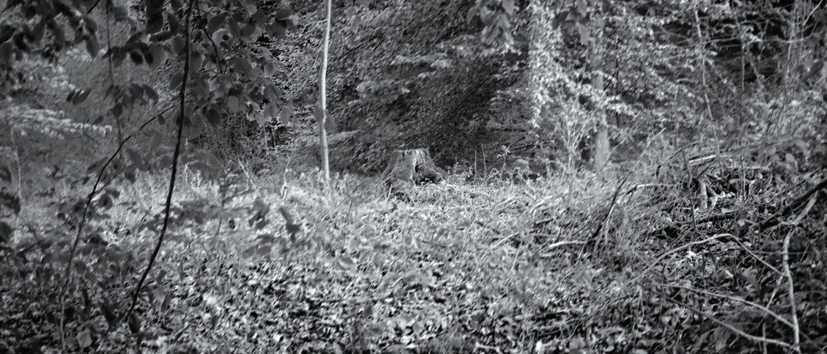 State of Ophelia Fotografie 2026
