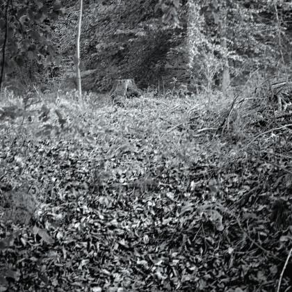 State of Ophelia Fotografie 2026