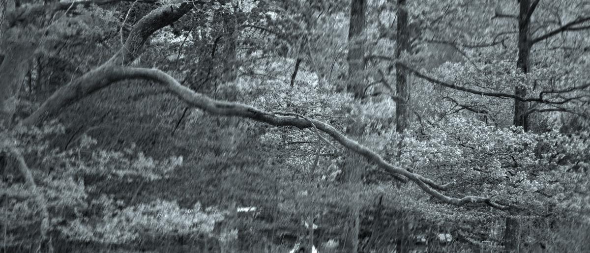 State of Ophelia Photography 2026