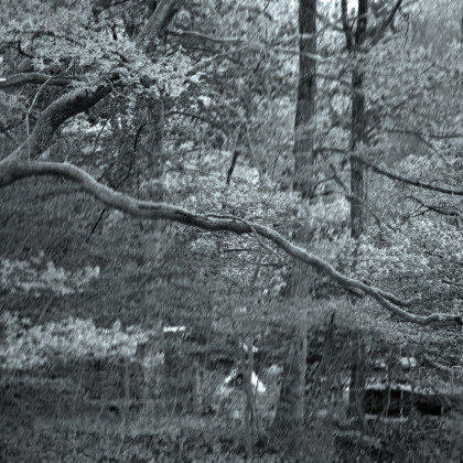 State of Ophelia Photography 2026